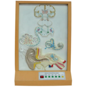 Auditory conduction electric model